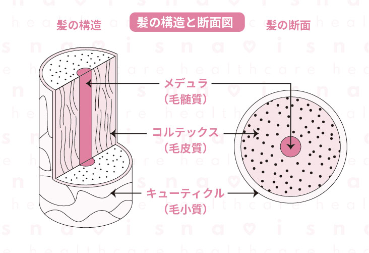 髪の毛構造図と断面図　navis